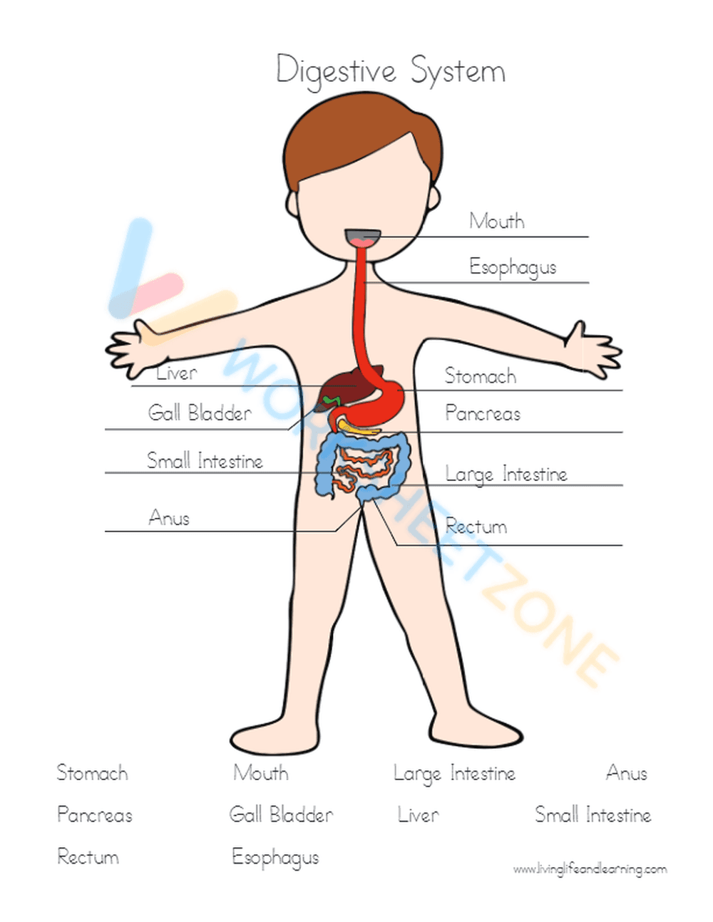 digestive system 3 - Page 4
