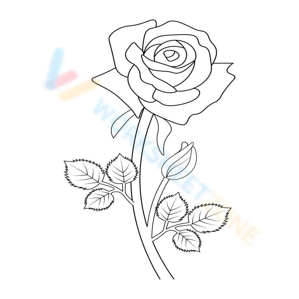 Beautiful rose - Page 1