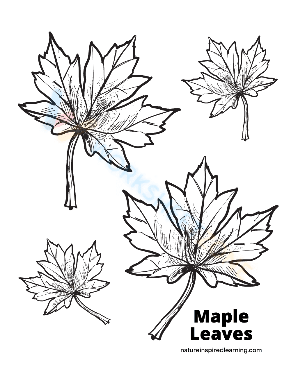Explore Autumn with a Maple Leaves Worksheet - Page 1