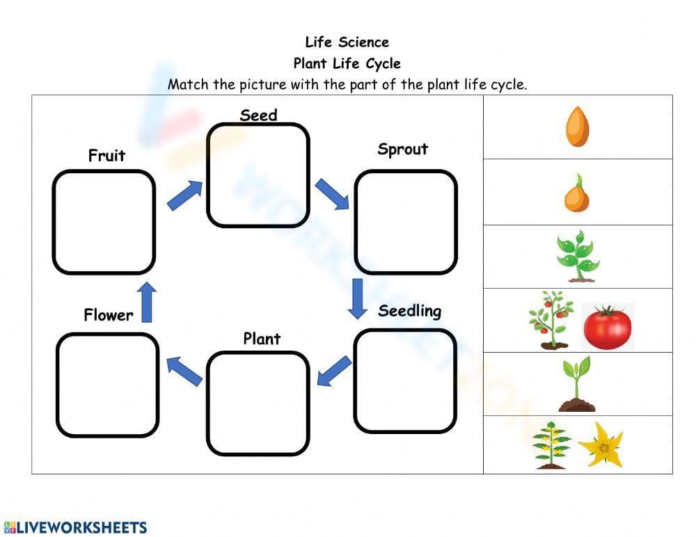 Plant life cycle - Page 1
