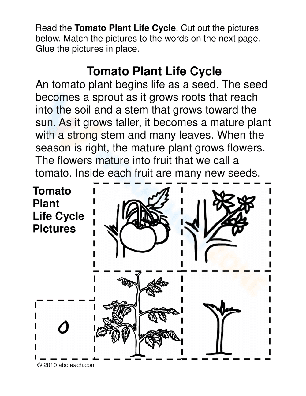 The life cycle of a tomato plant - Page 2