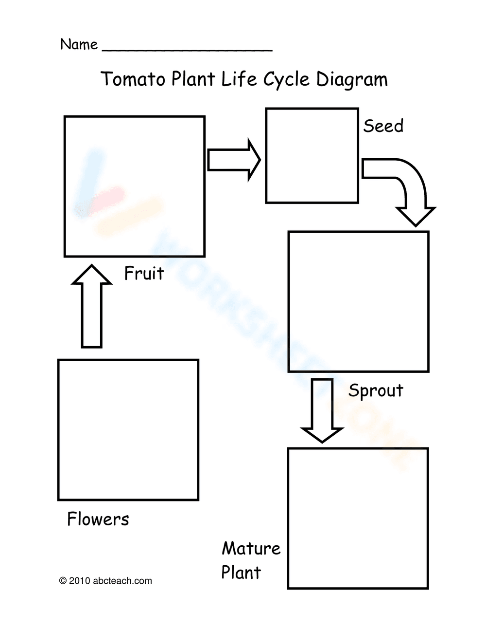 The life cycle of a tomato plant - Page 3