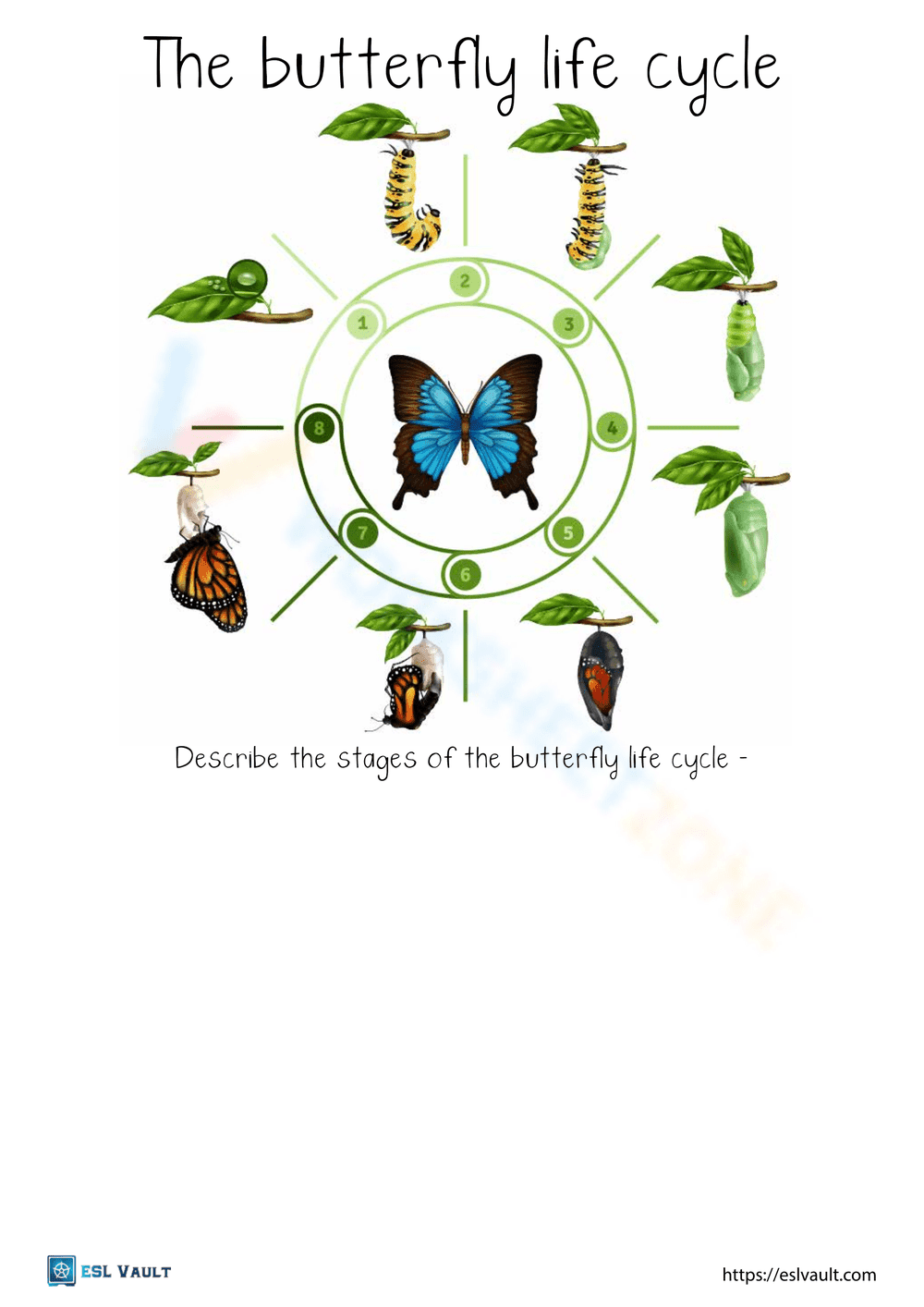Study the Butterfly Life Cycle with This Worksheet - Page 1