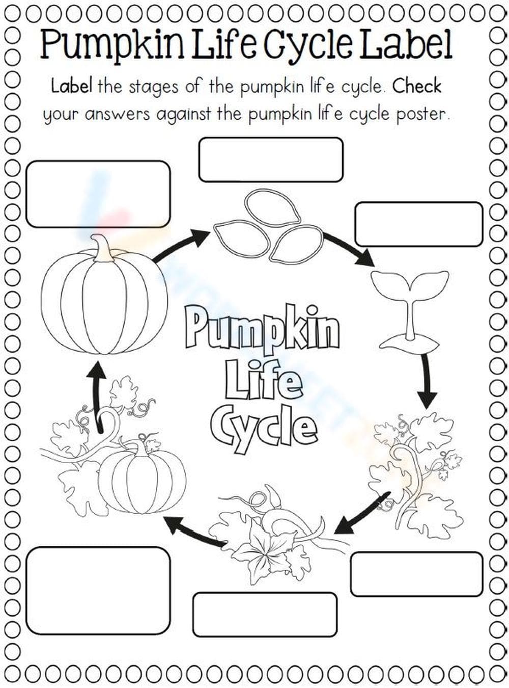 Label the Pumpkin Life Cycle Worksheet - Page 1