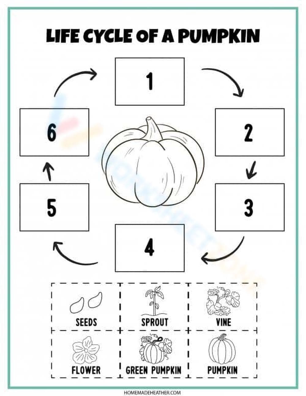 The Life Cycle of a Pumpkin Worksheet - Page 1