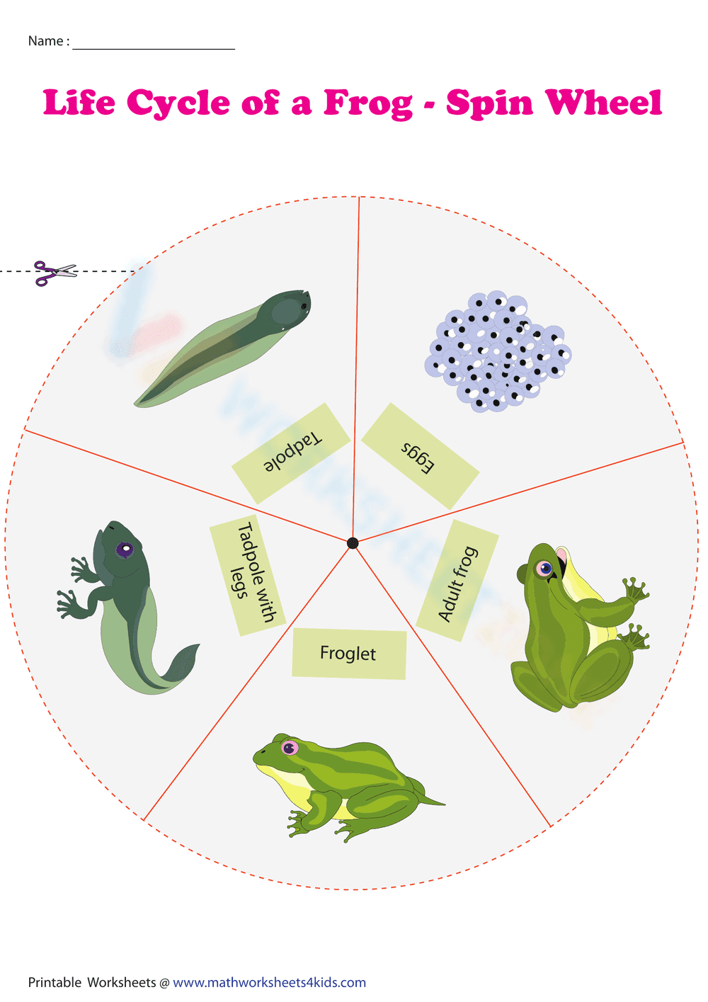 Life Cycle of a Frog - Spin Wheel - Page 2