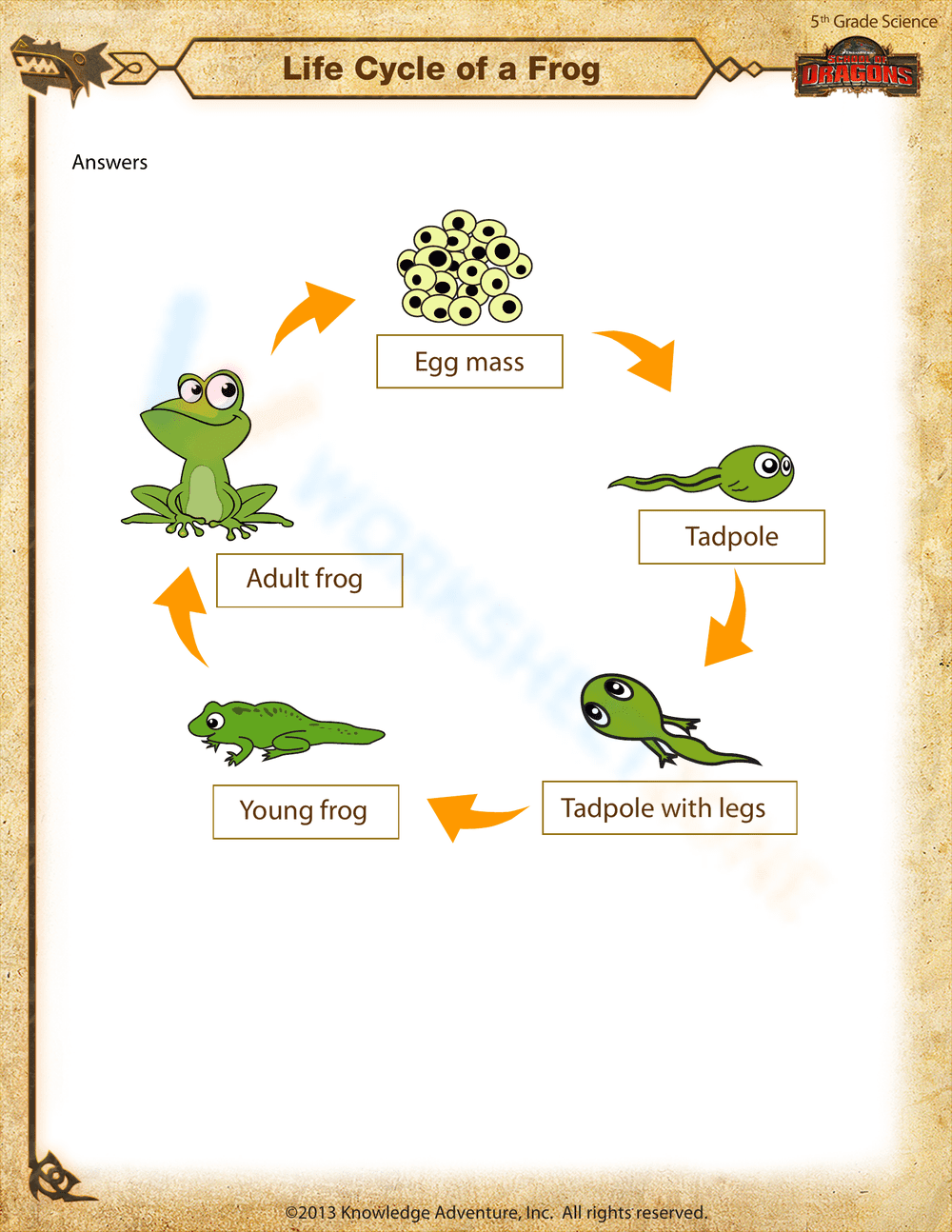 Understand Life Cycle of a Frog with This Worksheet - Page 2