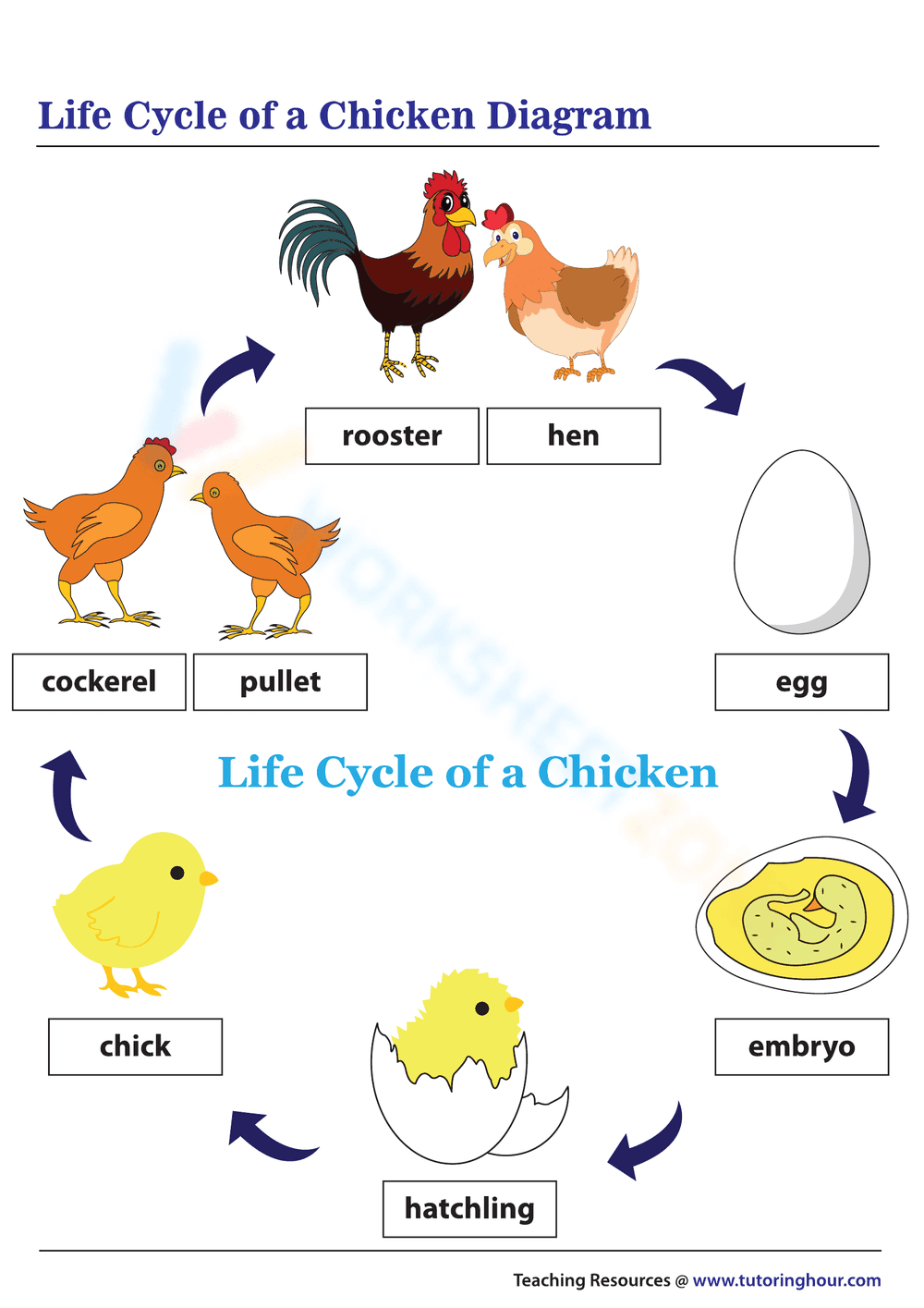 Diagram of the Life Cycle of a Chicken - Page 1
