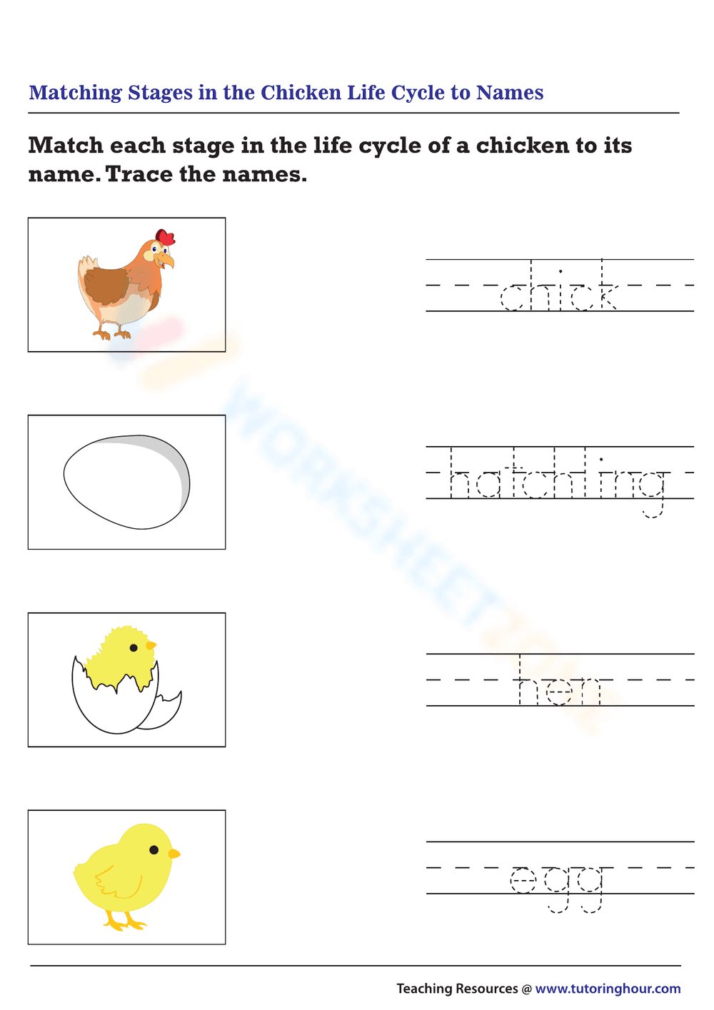 Match the Stages of Chicken Life Cycle Worksheet - Page 1