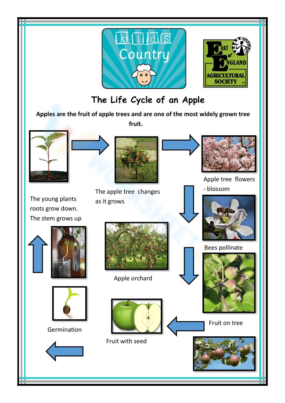 Learn the Life Cycle of an Apple Worksheet - Page 1