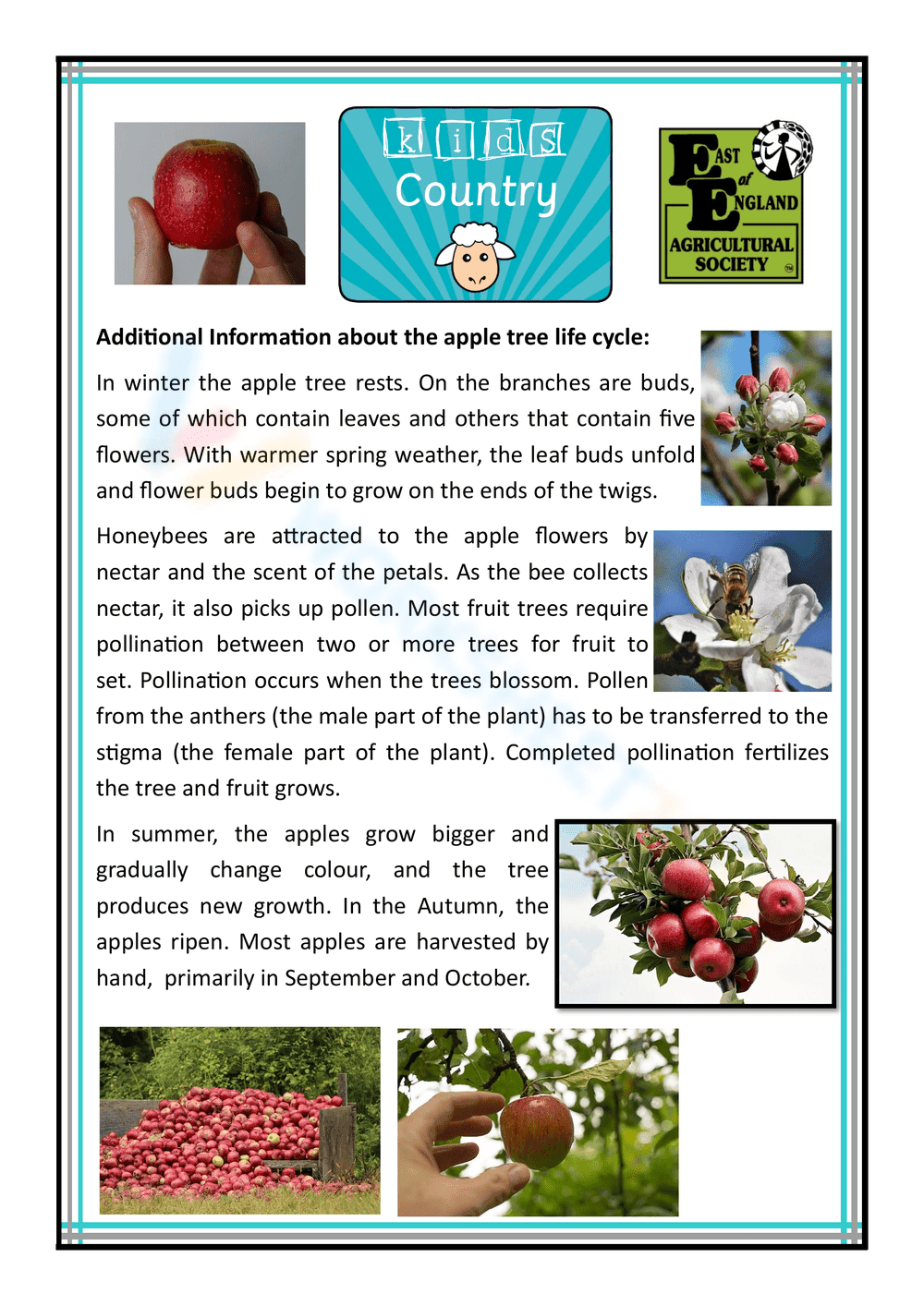 Learn the Life Cycle of an Apple Worksheet - Page 2