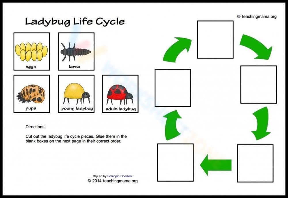 Ladybug Life Cycle Stages Worksheet - Page 1