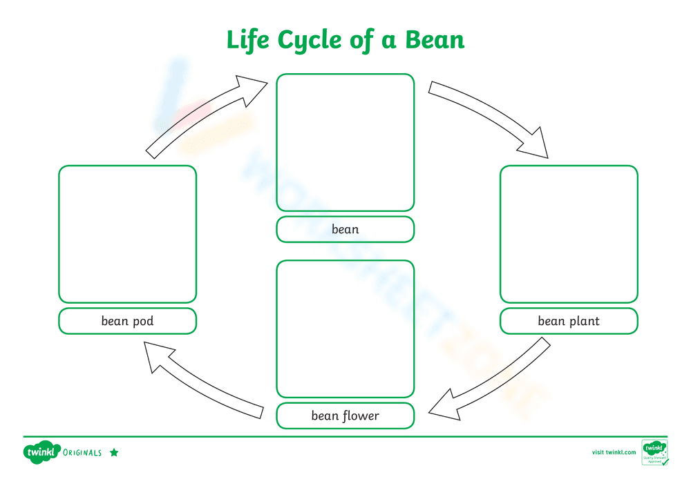 Study the Life Cycle of a Bean Worksheet - Page 1