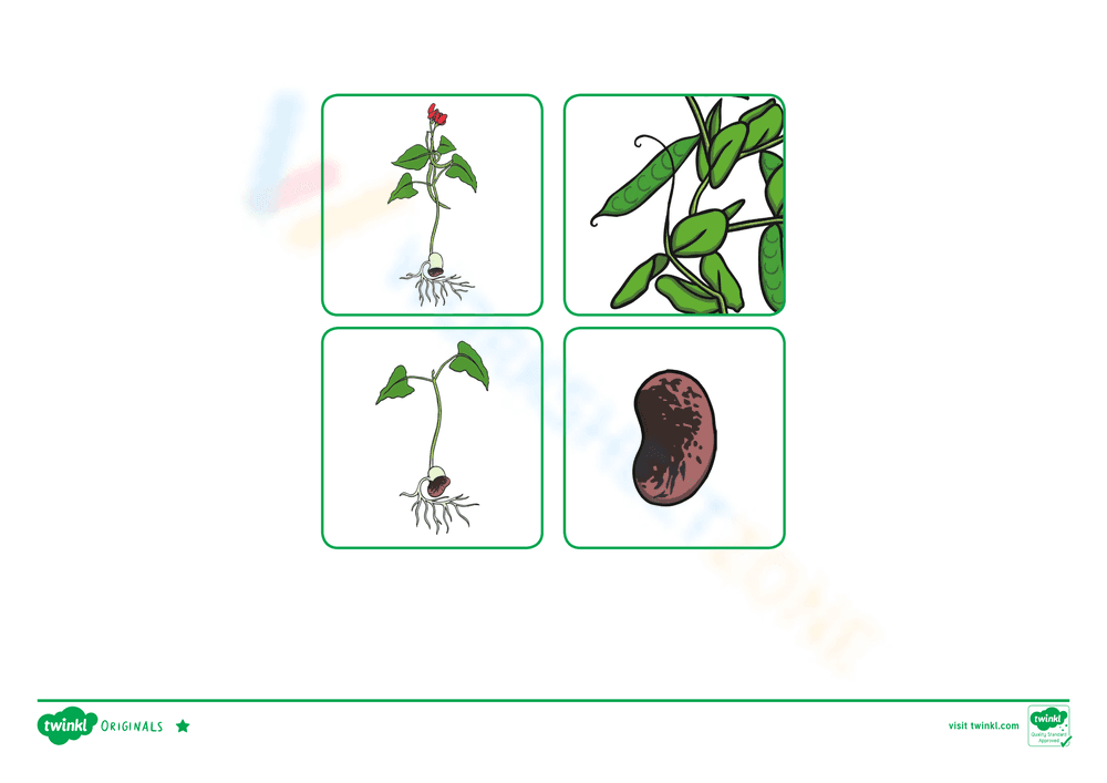 Study the Life Cycle of a Bean Worksheet - Page 2