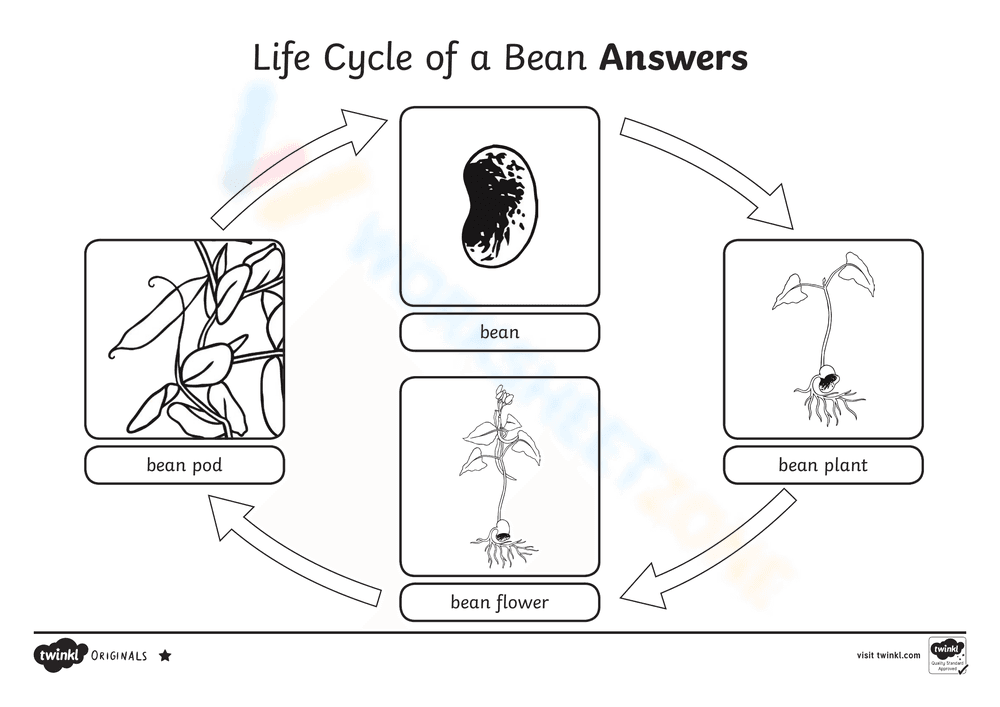 Study the Life Cycle of a Bean Worksheet - Page 3