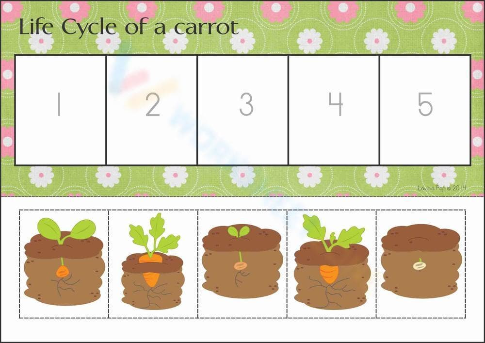 Explore the Life Cycle of a Carrot Worksheet - Page 1