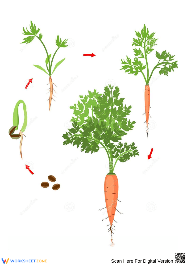 Carrot Plant Life Cycle Diagram - Page 1