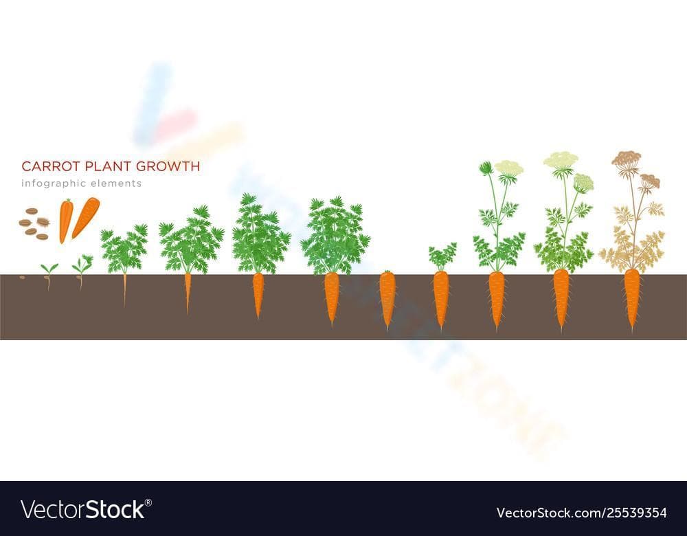 Carrot Plant Growth Worksheet - Page 1
