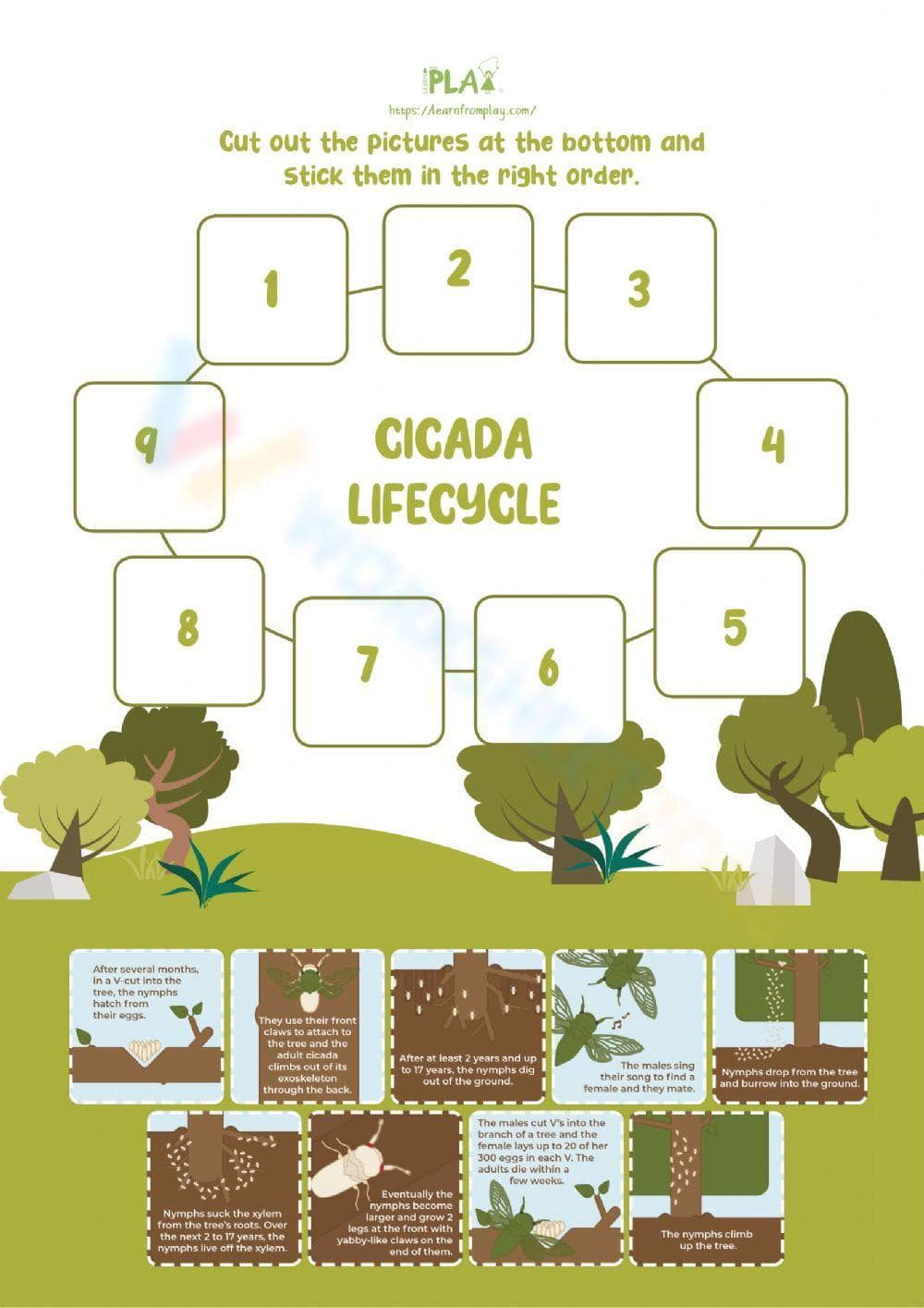 Understanding the Cicada Life Cycle - Page 1