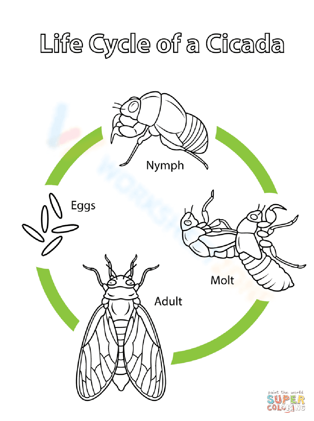 The Cicada Life Cycle: A Comprehensive View - Page 1