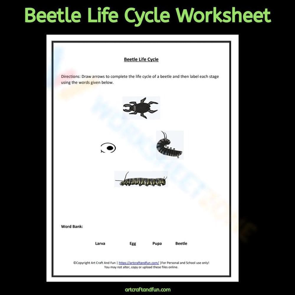 Understanding the Beetle Life Cycle - Page 1