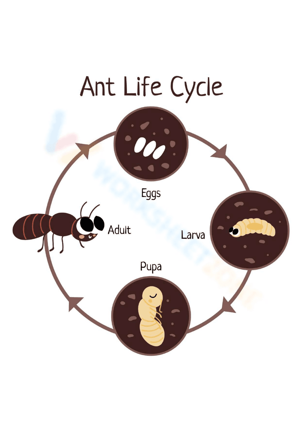 Discover the Ant Life Cycle Stages - Page 1
