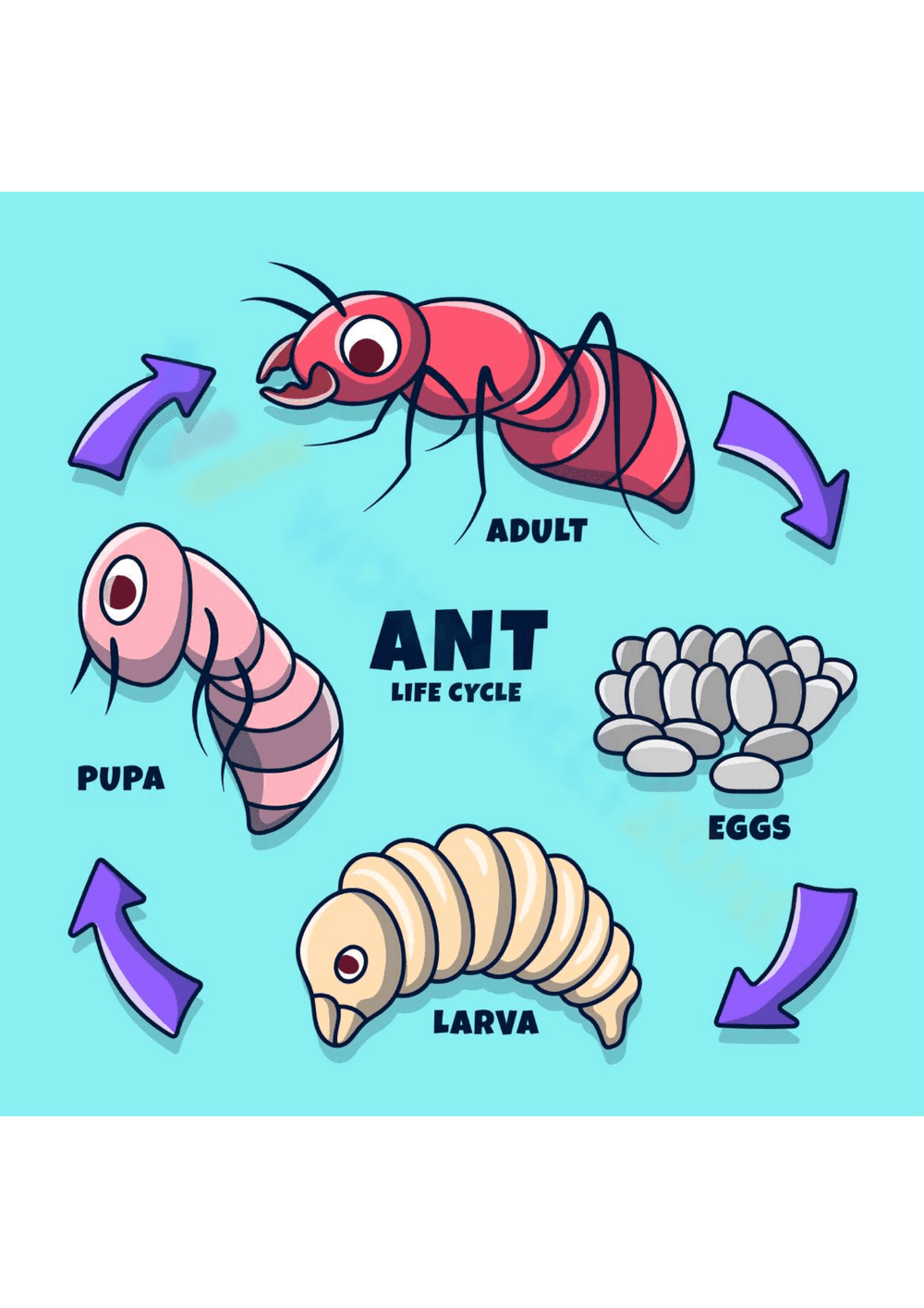 Ant Life Cycle: An In-Depth Look - Page 1