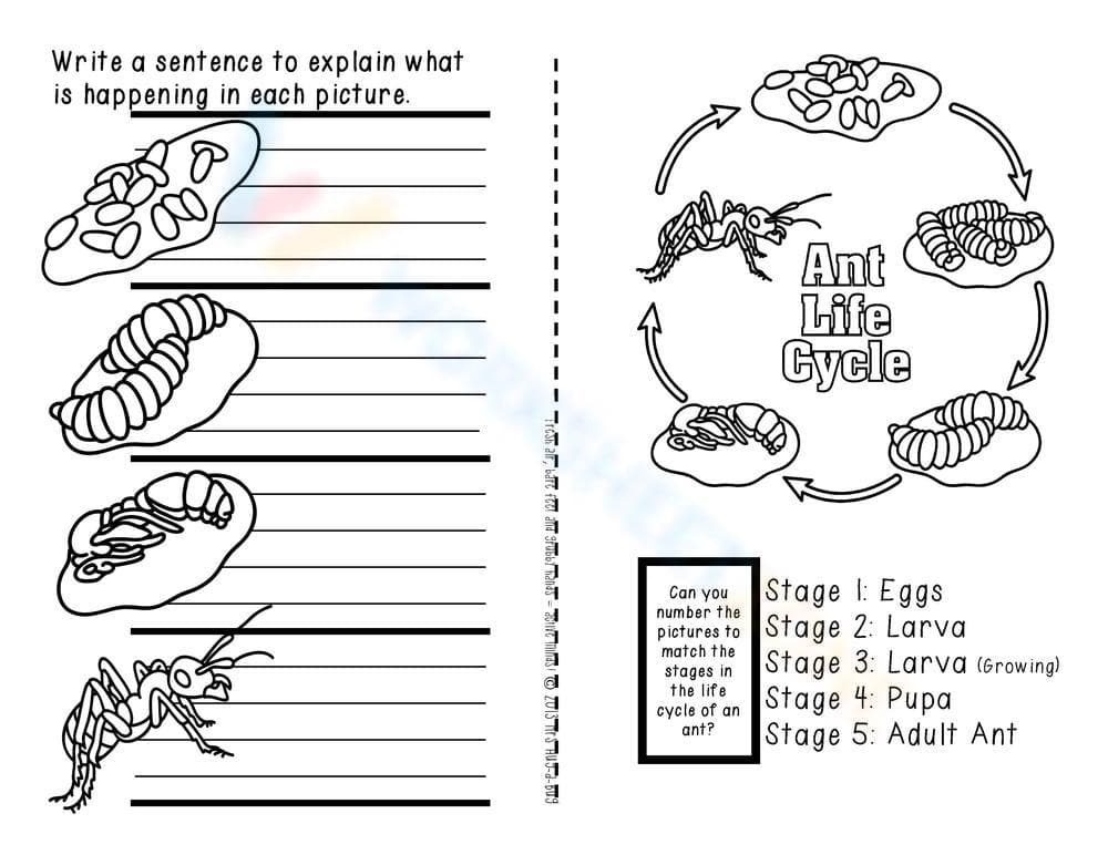 Ant Life Cycle: Stages of Development - Page 1