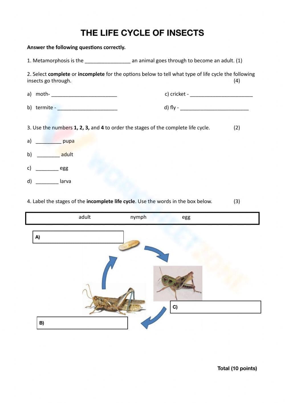 Insect Life Cycle: Stages of Growth - Page 1