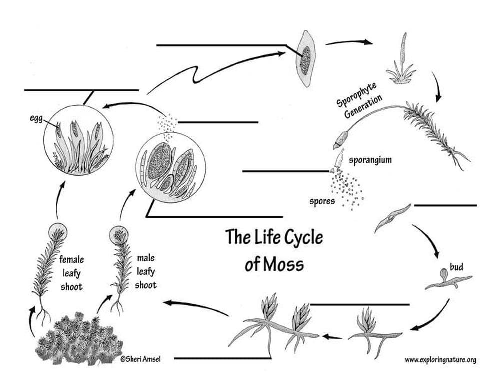 Understanding the Moss Life Cycle - Page 1