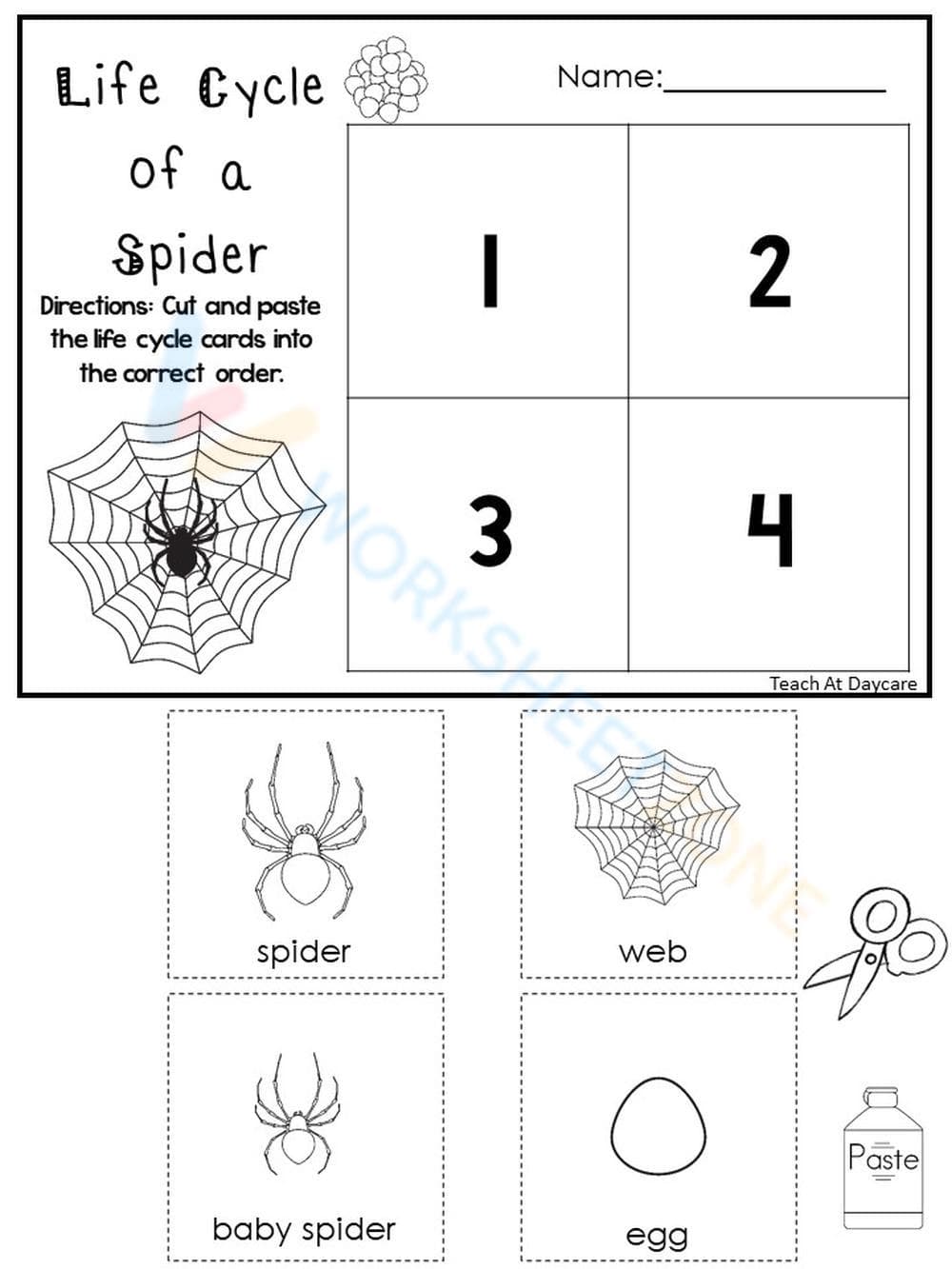 Spider Life Cycle: A Beginner's Guide - Page 1
