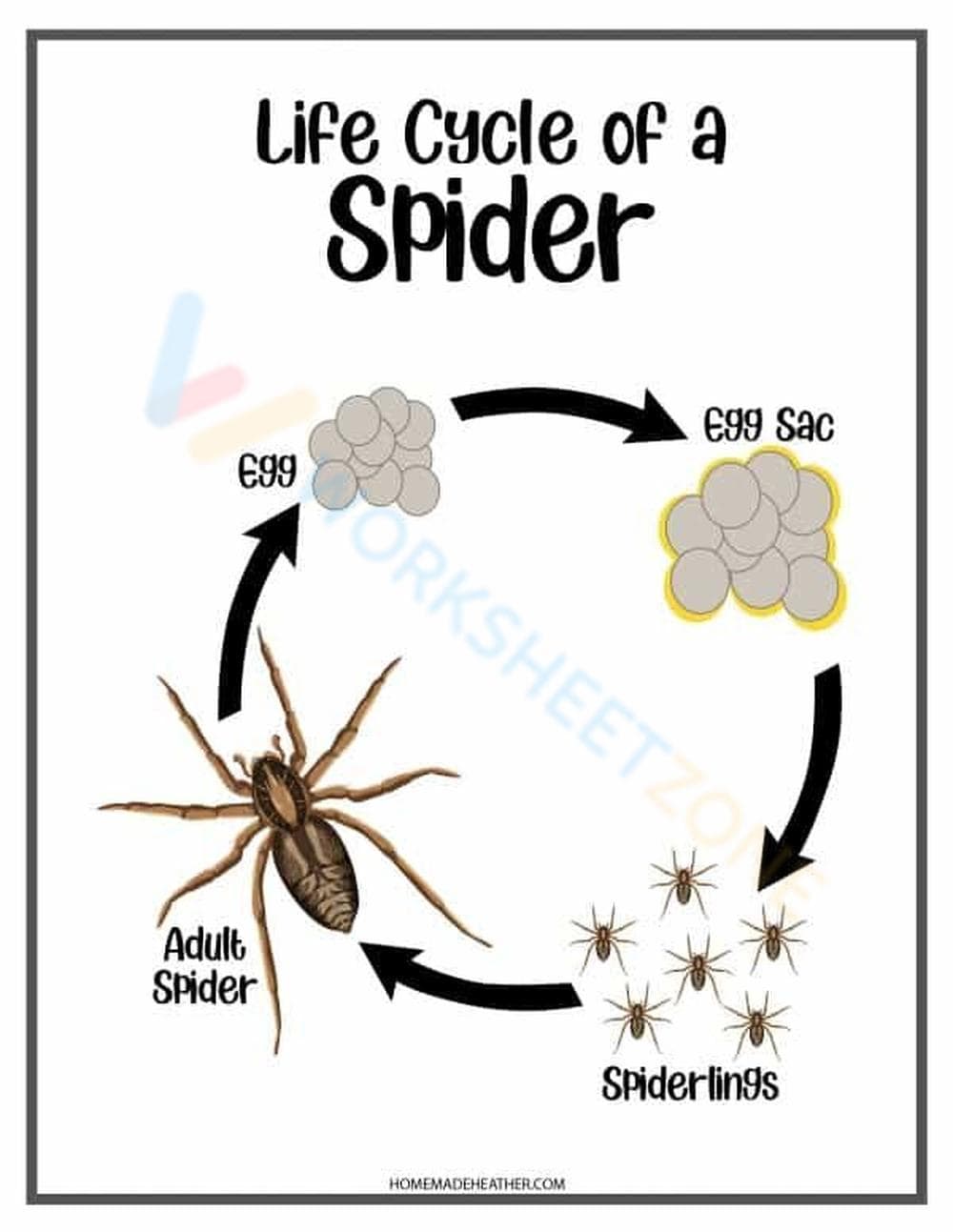 Explore the Spider Life Cycle Stages - Page 1