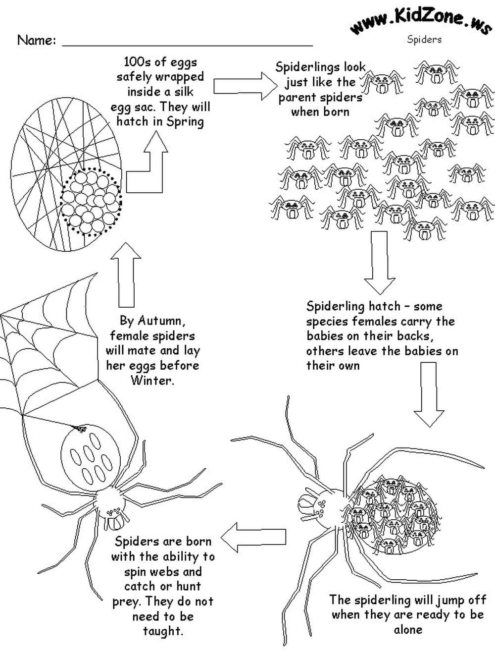 Spider Life Cycle: A Detailed Look - Page 1