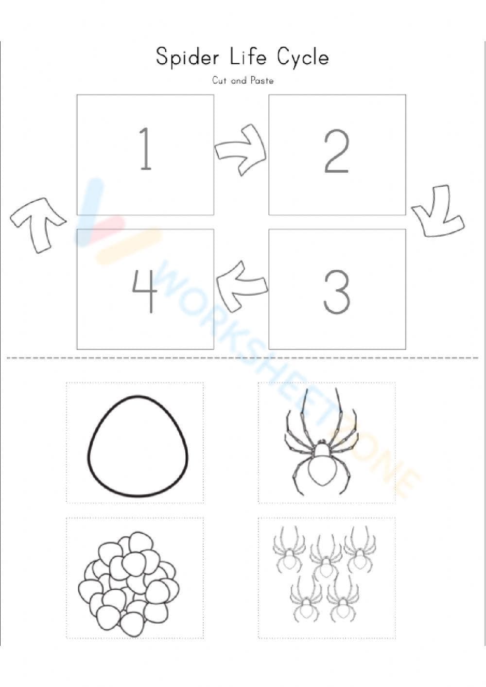 Explore the Spider Life Cycle Worksheet - Page 1