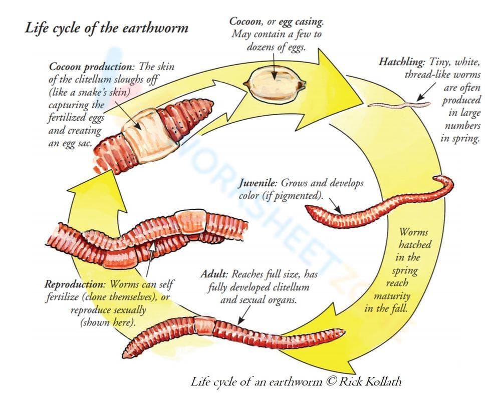Earthworm Life Cycle: Discover the Stages - Page 1