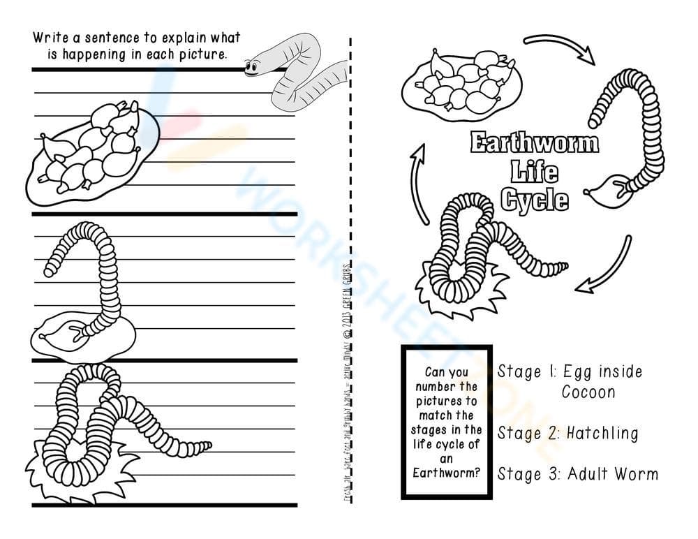 Earthworm Life Cycle Worksheet: Learn the Stages - Page 1