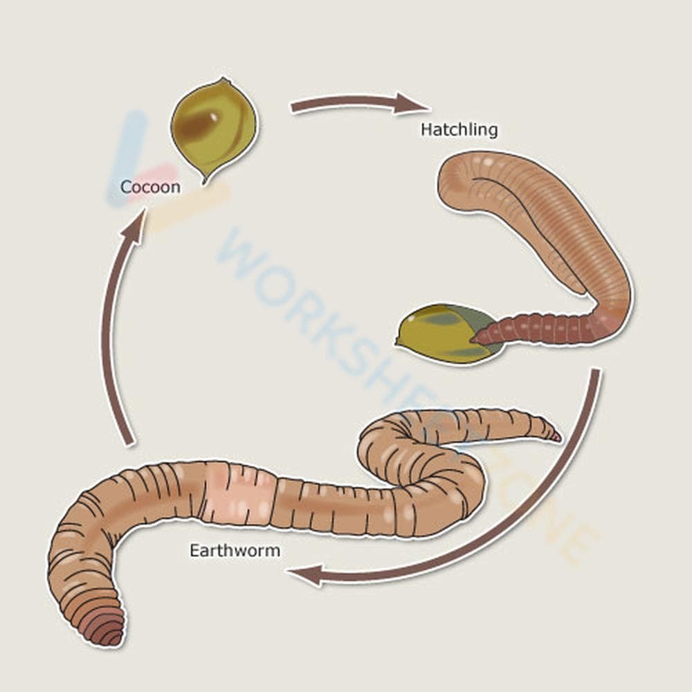Earthworm Life Cycle: Detailed Worksheet for Kids - Page 1