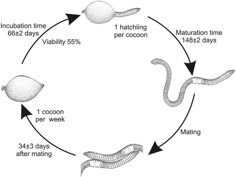 Explore Earthworm Life Cycle - Page 1