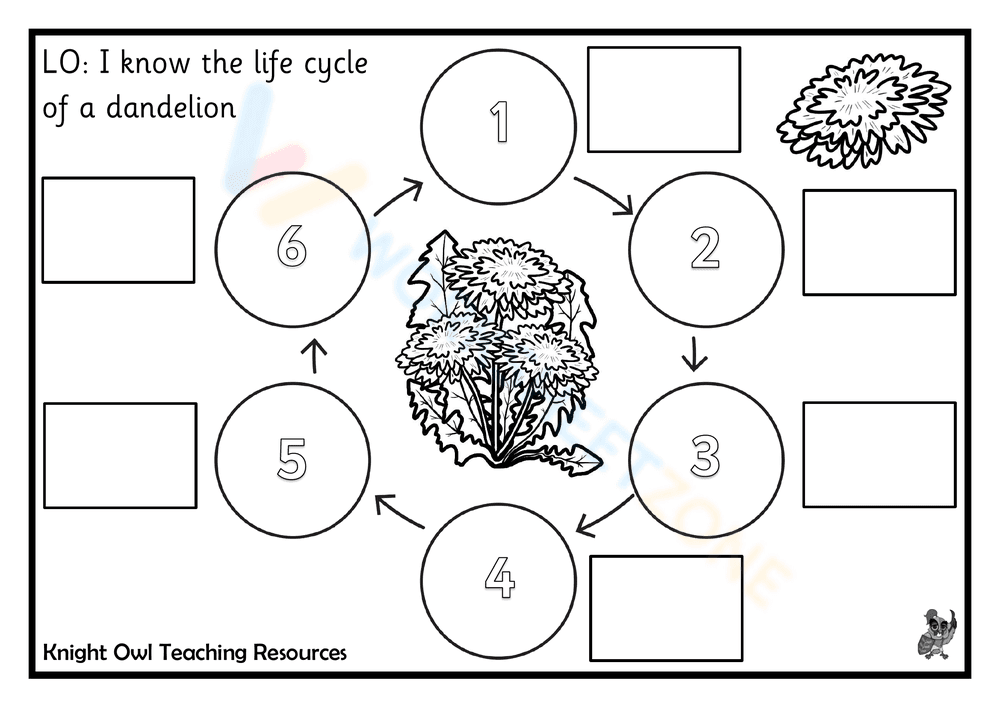 Learn the Dandelion Life Cycle with this Worksheet - Page 1
