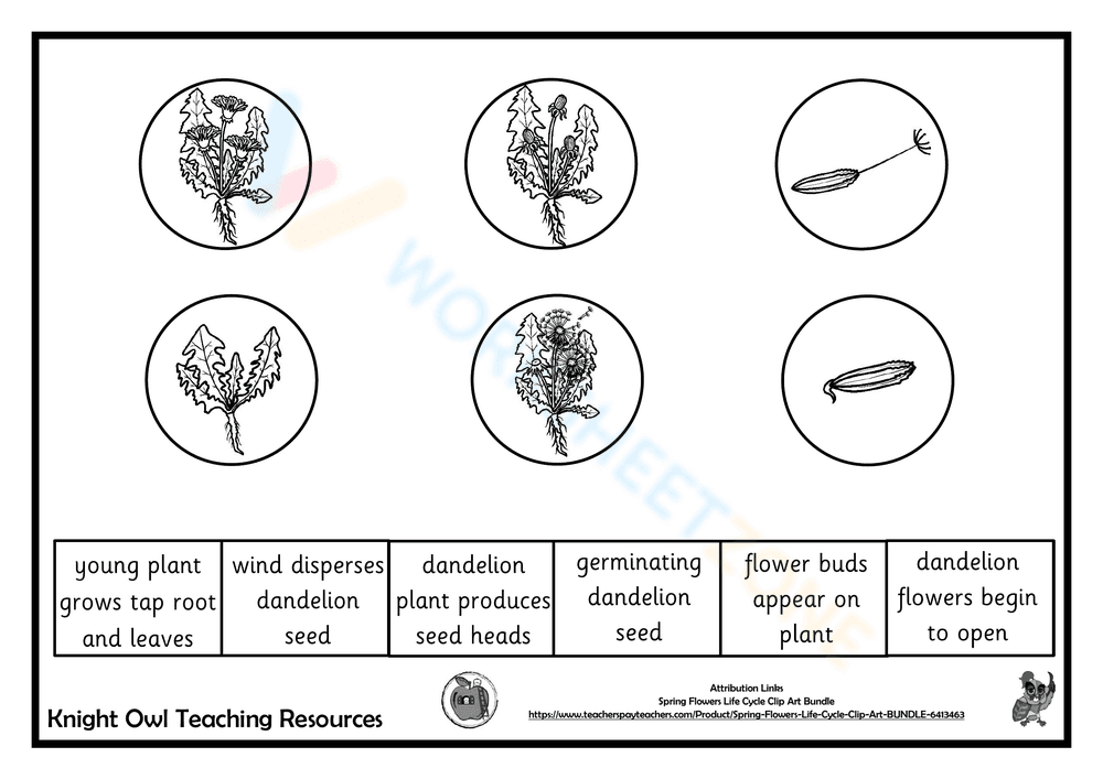 Learn the Dandelion Life Cycle with this Worksheet - Page 2