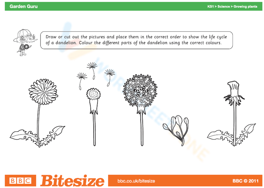 Understanding the Dandelion Life Cycle Worksheet - Page 1