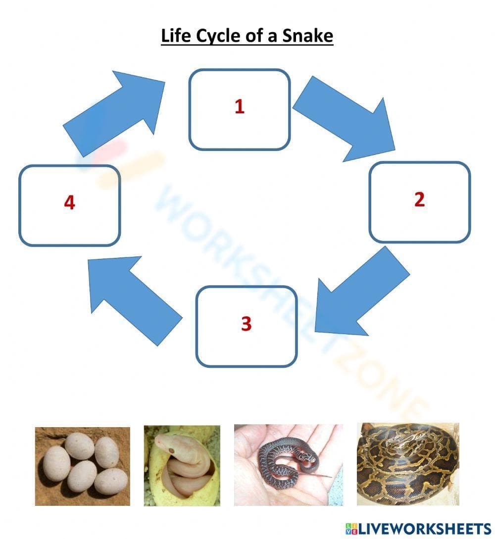 Explore the Snake Life Cycle Worksheet - Page 1