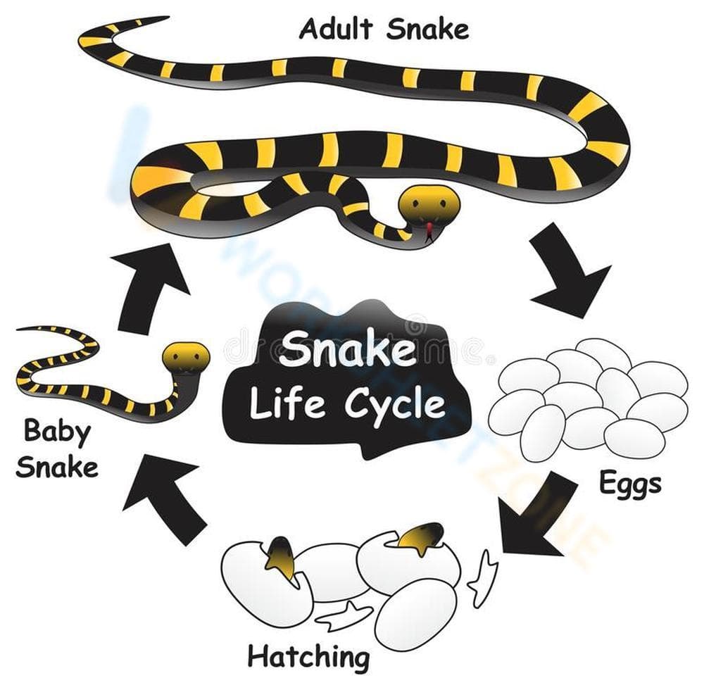 Snake Life Cycle: Discover the Stages - Page 1