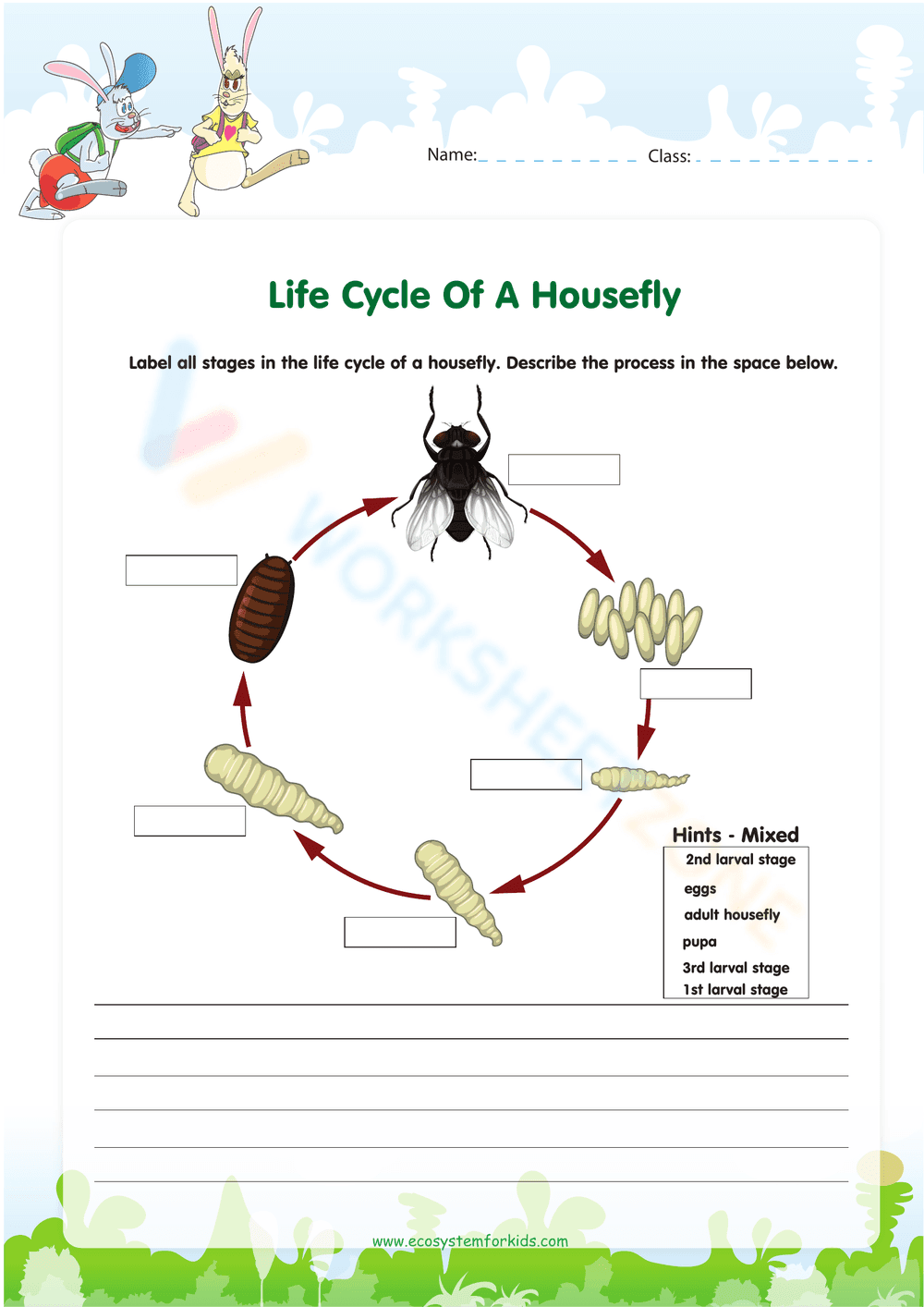 Housefly Life Cycle: Learn the Stages - Page 1