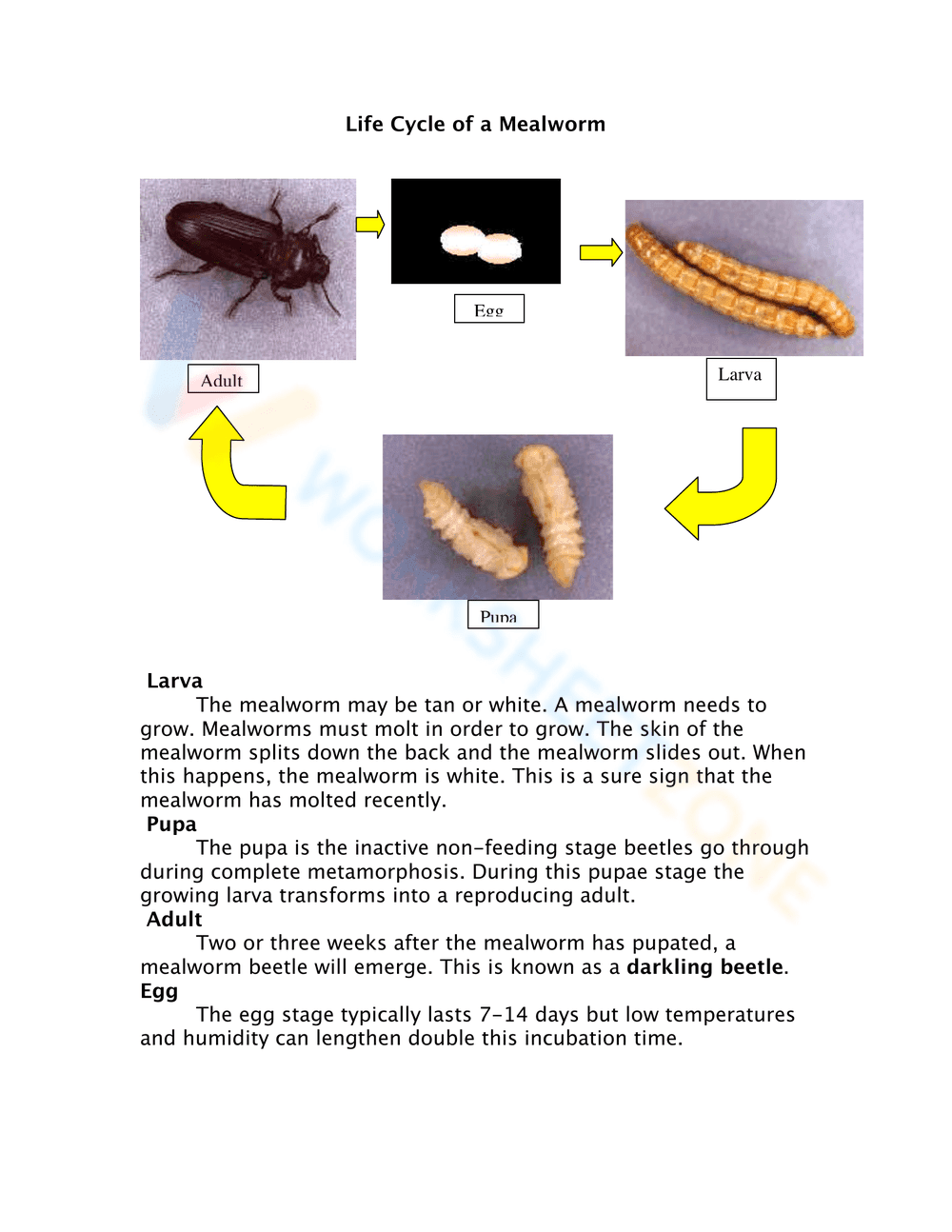 Mealworm Life Cycle Worksheet: Learn the Stages - Page 1