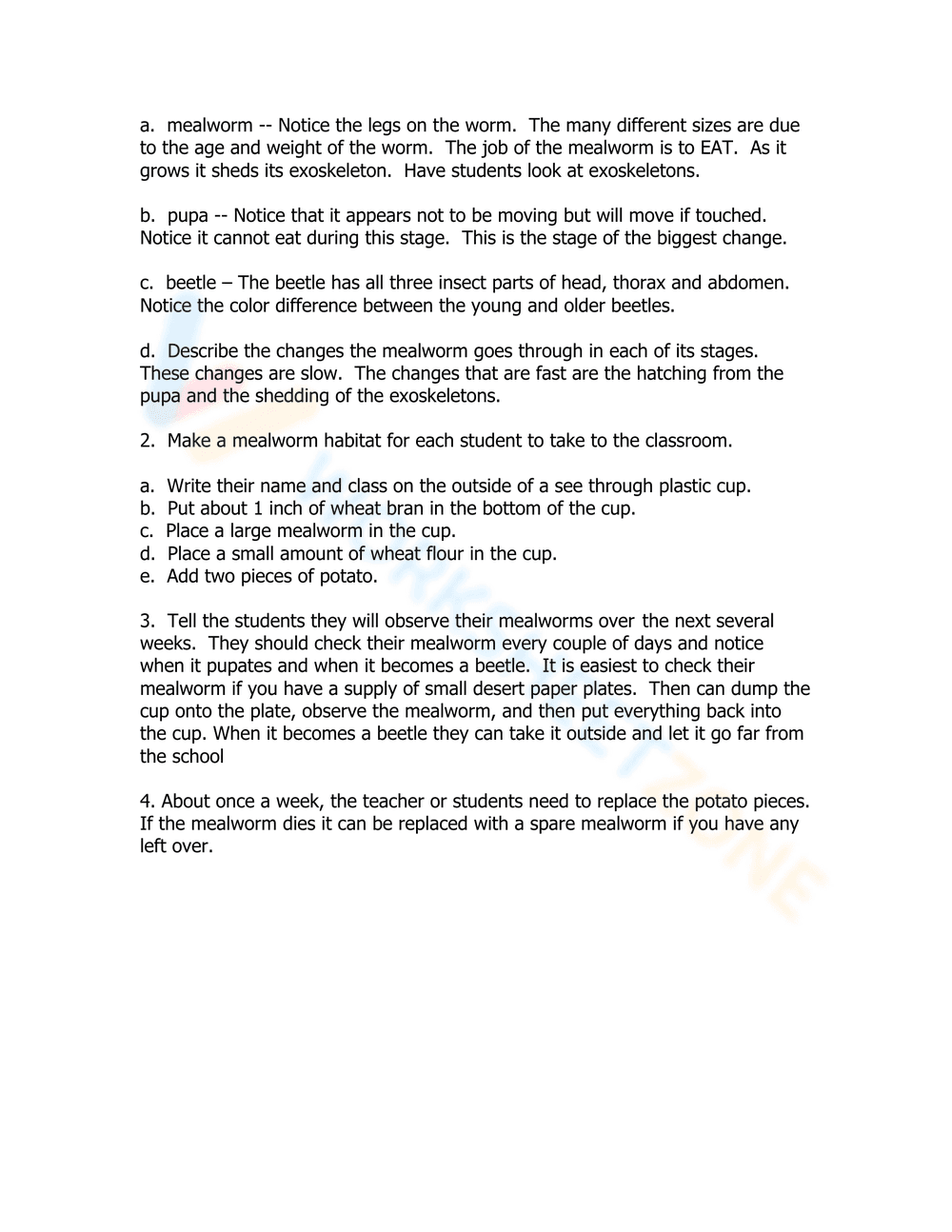 Mealworm Life Cycle: Detailed Worksheet - Page 3