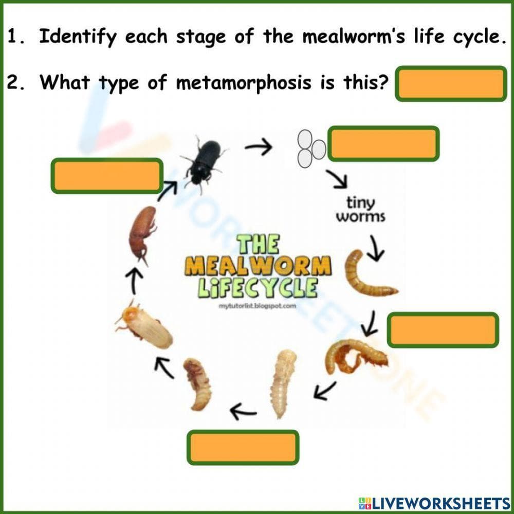 The Mealworm Life Cycle Worksheet - Page 1