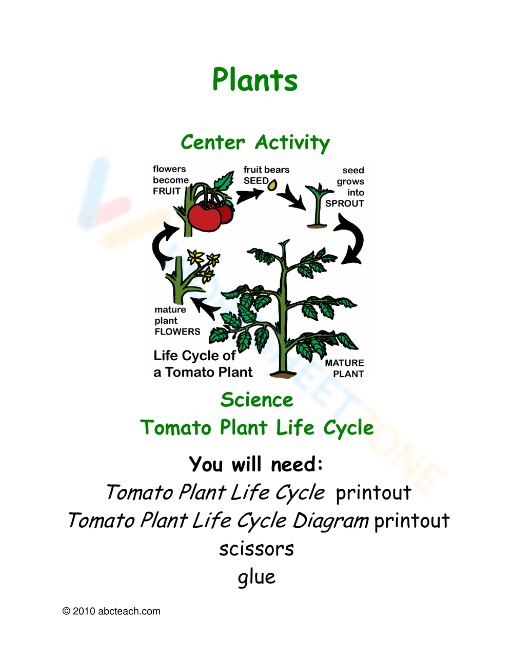 Tomato Life Cycle Worksheet: Learn the Stages - Page 1