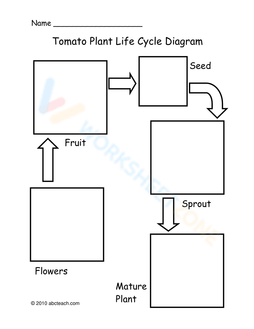 Tomato Life Cycle Worksheet: Learn the Stages - Page 3