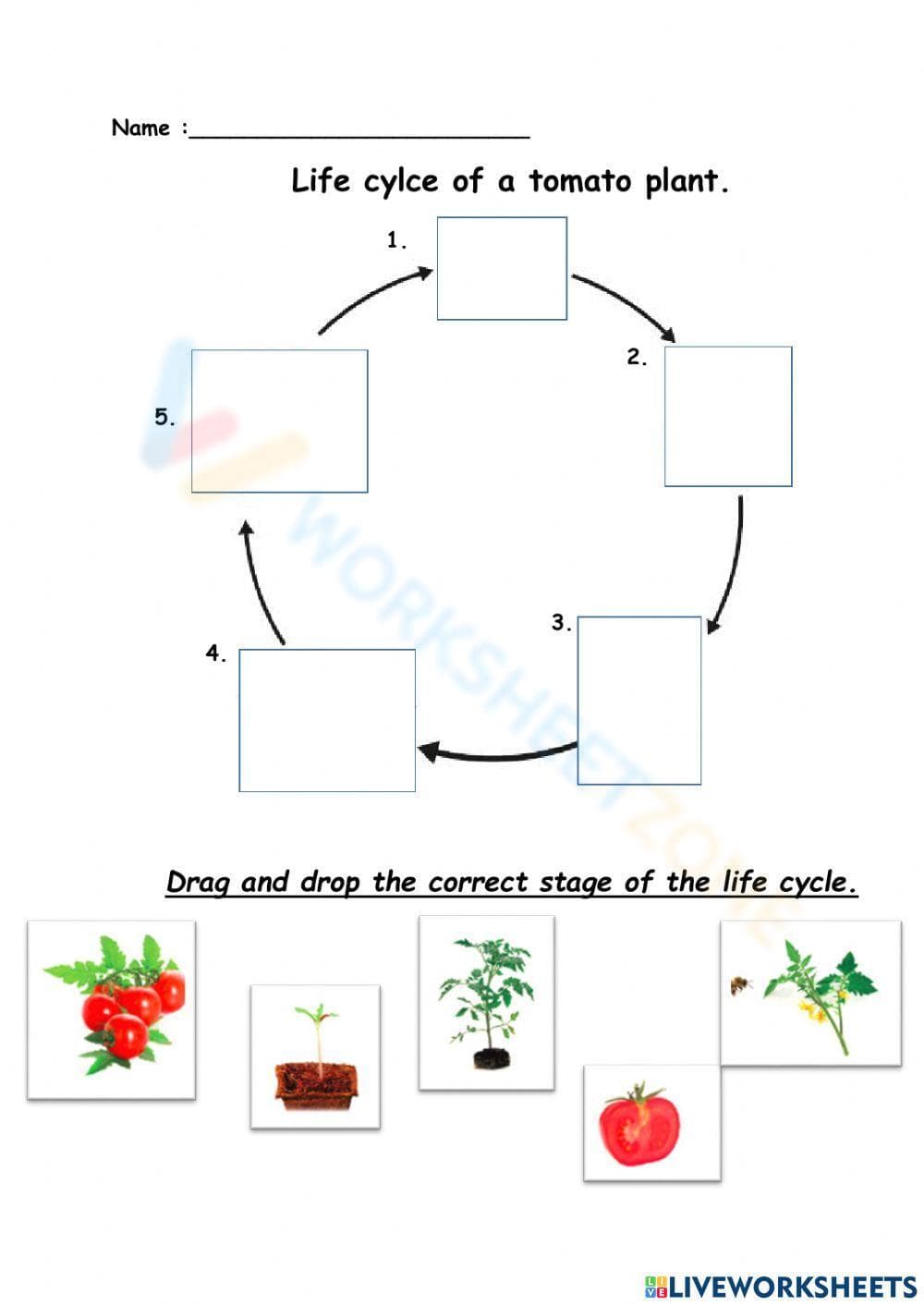 Tomato Plant Life Cycle: An Educational Resource - Page 1